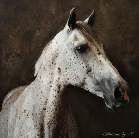 appaloosa-portrait-on-brown-background