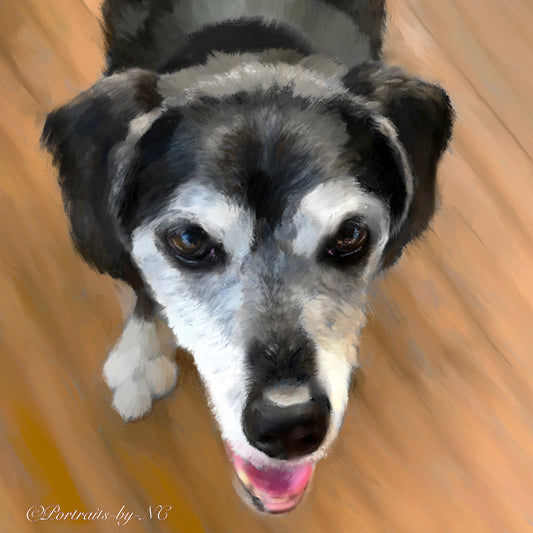 Mixed-breed-dog-portrait