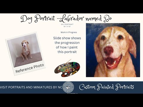 Portrait of a Labrador Dog Named Bo