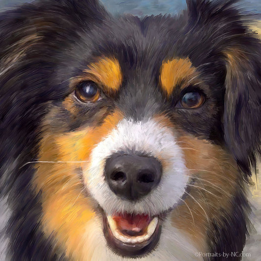 Australian Shepherd Dog Portrait 713 - Portraits by NC