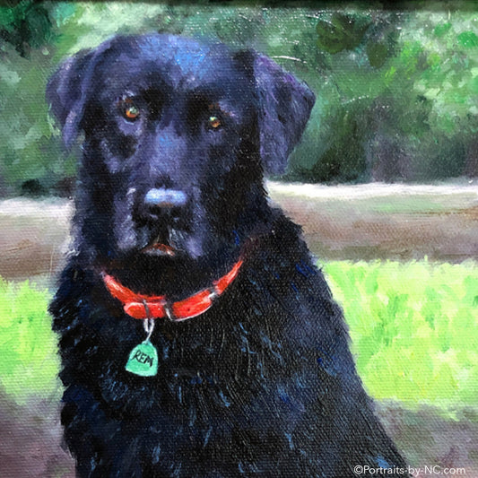 Black Labrador Portrait 691 - Portraits by NC