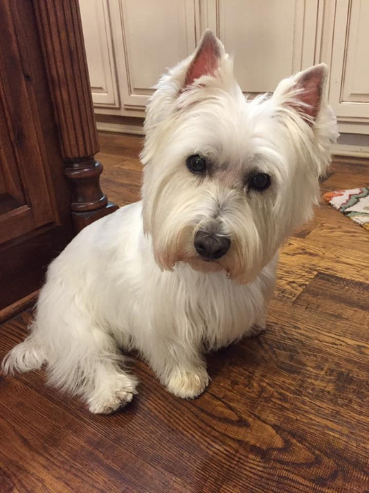 Westie Dog Portrait from Photo Portrait