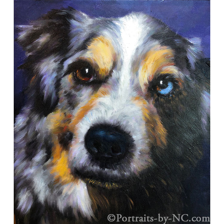 Australian Shepherd Dog Portrait 707 - Portraits by NC