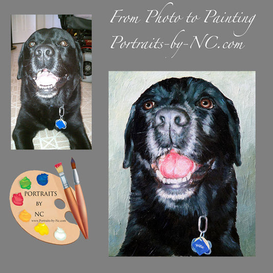 Black Labrador Portrait 525 - Portraits by NC