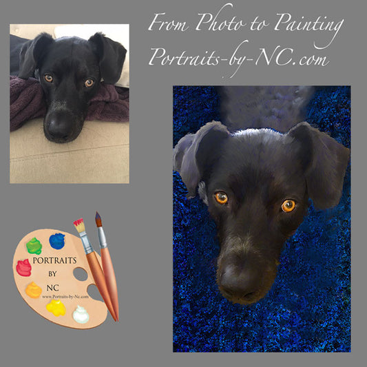 Black Labrador Portrait 563 - Portraits by NC