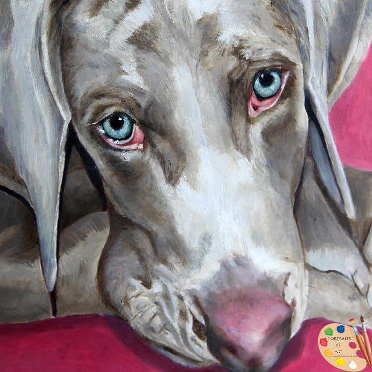Weimaraner Eyes 237