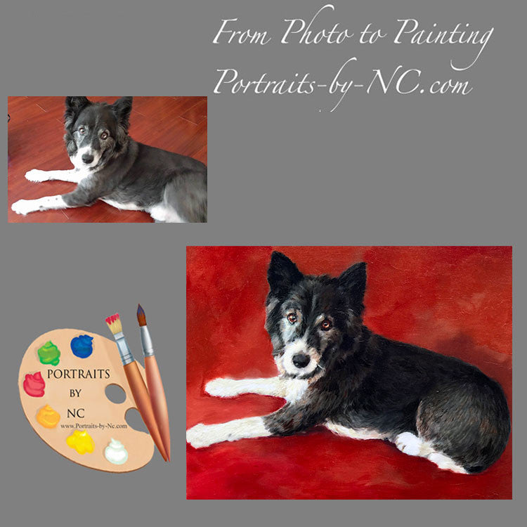 Border Collie Dog Portrait 548 - Portraits by NC