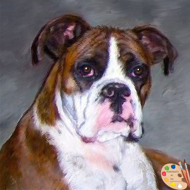Boxer Dog Portrait 438 - Portraits by NC