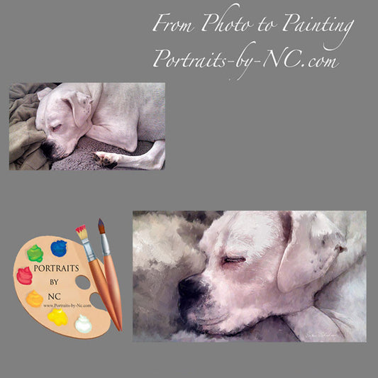 Boxer Portrait 246 - Portraits by NC