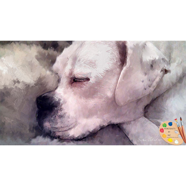 Boxer Portrait 246 - Portraits by NC