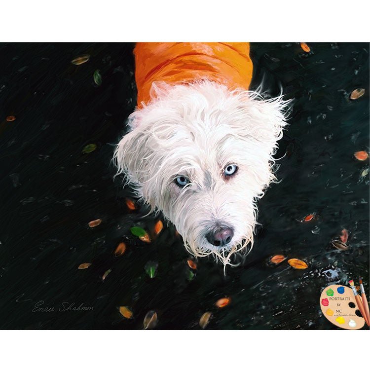 Catalan Sheepdog Portrait 300 - Portraits by NC