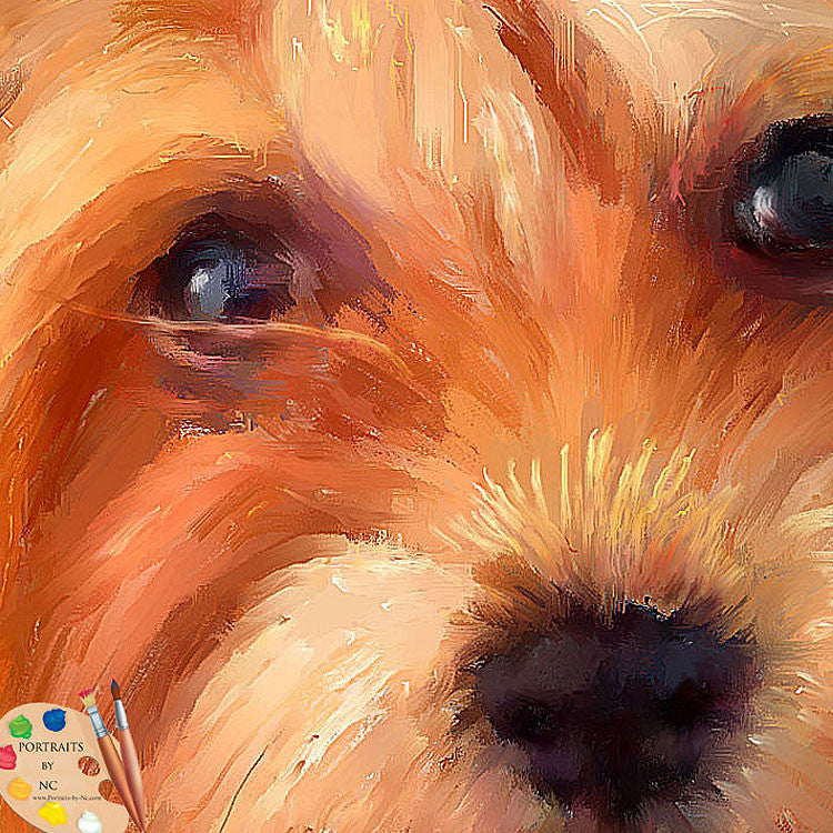 Chow Pet Portrait 485 - Portraits by NC