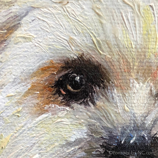Shih Tzu Eye Detail