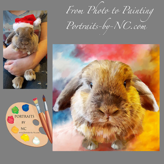 Holland Lop Portrait 601 - Portraits by NC