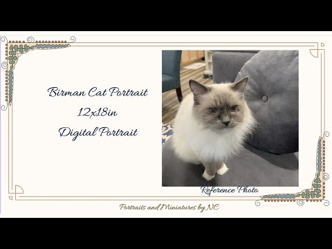 Birman Cat painting video