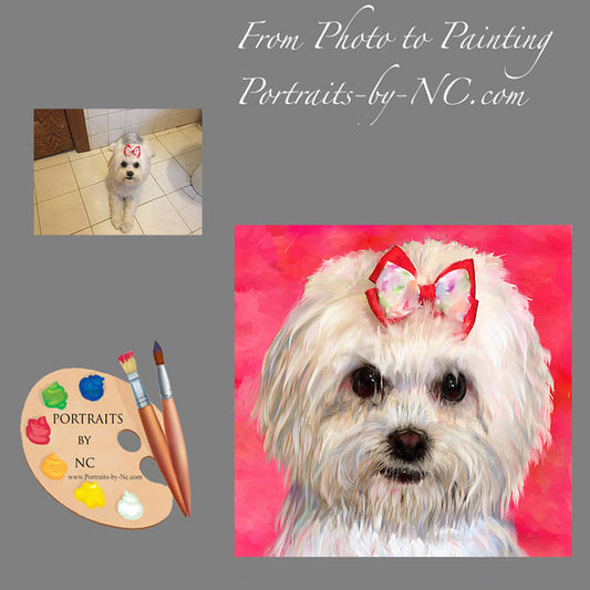 Maltese Dog Portrait 325 - Portraits by NC