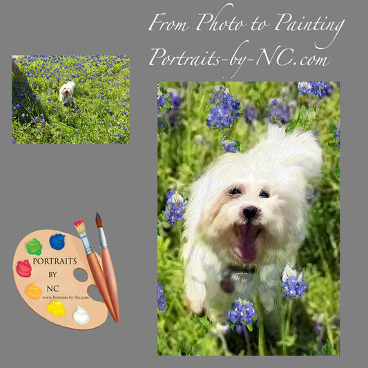 Maltese Dog Portrait 463 - Portraits by NC