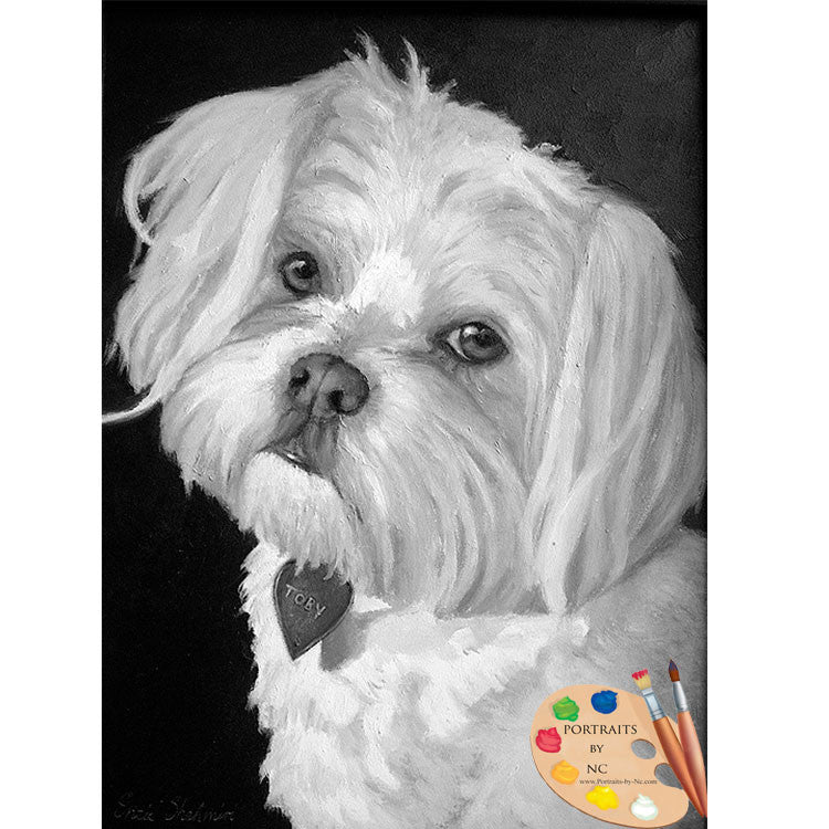 Maltese Pet Portrait 85 - Portraits by NC