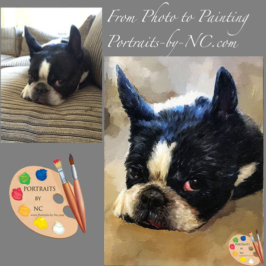Boston Terrier Dog Portrait 577 - Portraits by NC