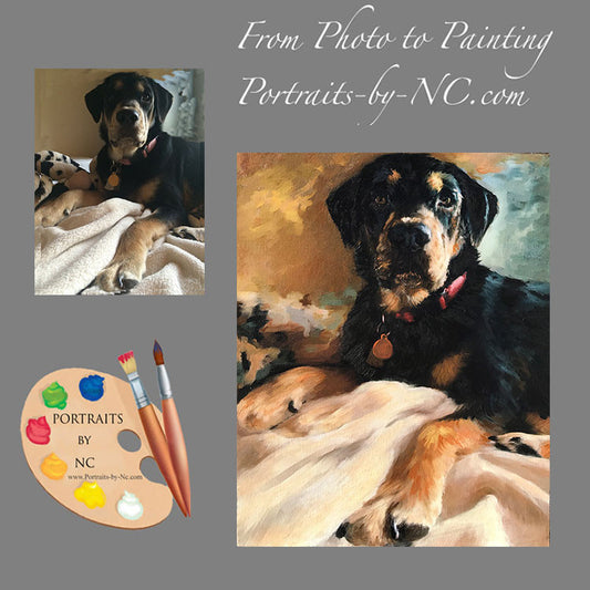 Rottweiler Dog Portrait from Photo 509