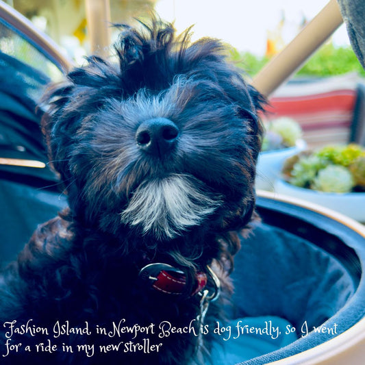 Doodle Puppy in Stroller