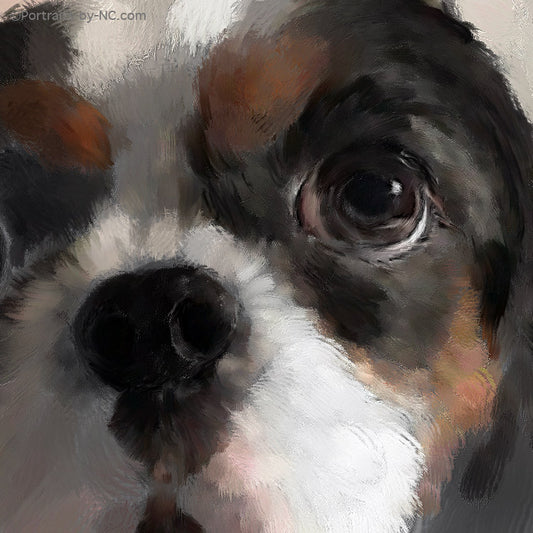 Portrait of a Dark Brown and White King Charles Spaniel  669