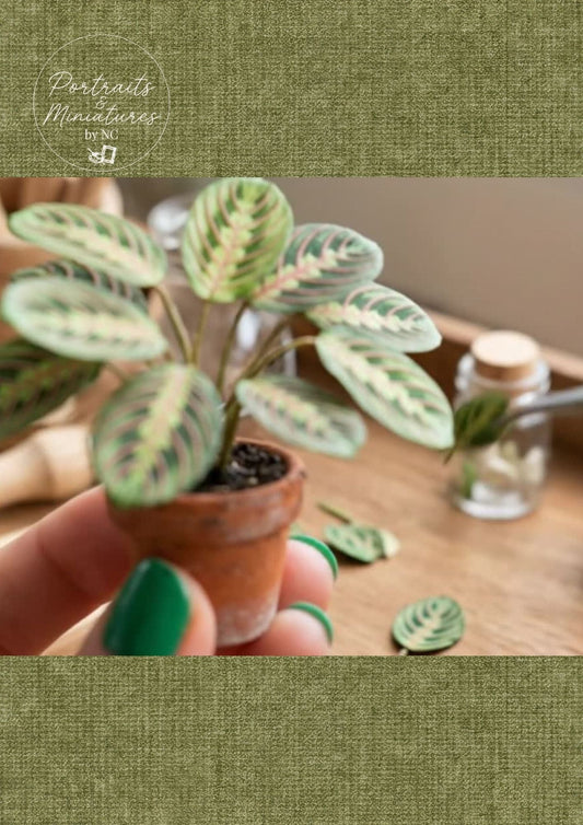 Miniature Prayer Plant