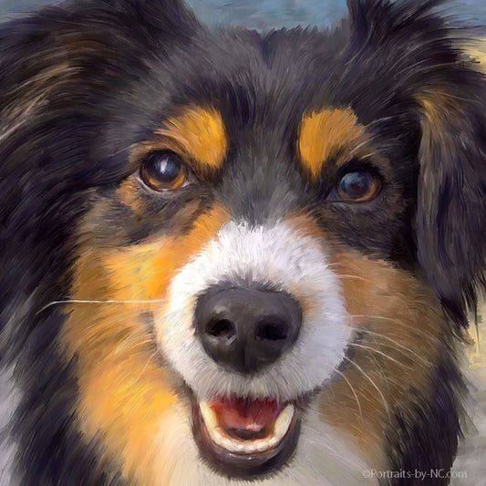 Australian Shepherd Dog Portrait