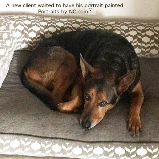 brown dog on dog bed