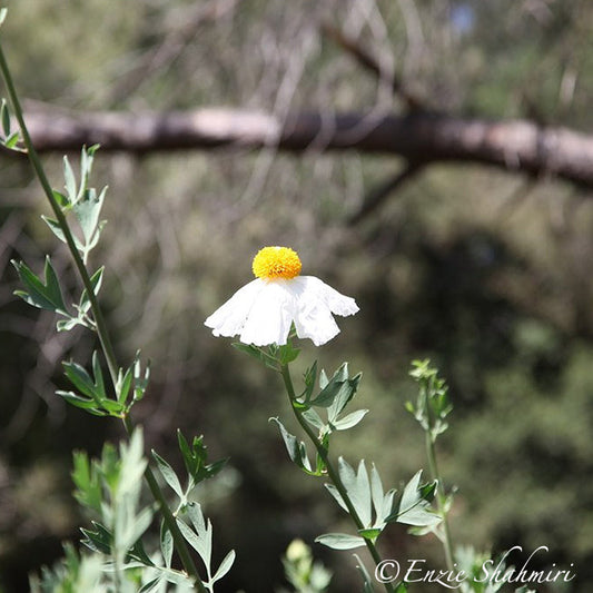 Matilija Poppy