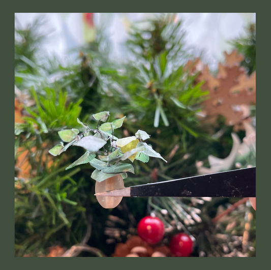 Monstera Plant Miniature plant DIY