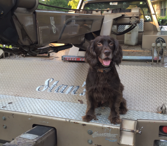 Duck Hunting with an American Water Spaniel