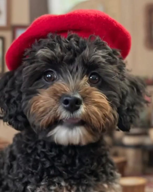 Meet Trixie, the smallest (and bossiest) supervisor at Portraits & Miniatures by NC