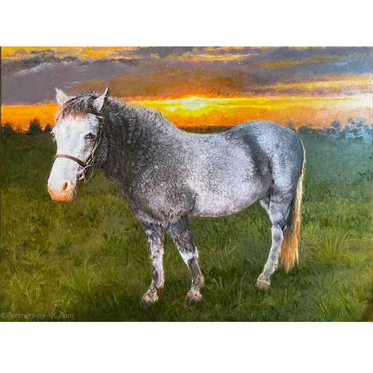 Portrait of a Welch Cross Pony