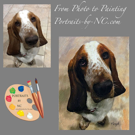 Basset Hound Portrait