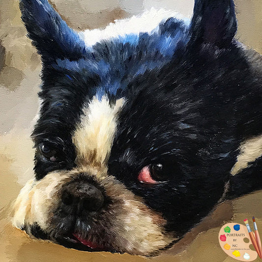 Boston Terrier Oil Portrait