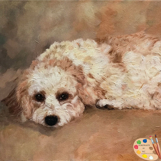 cavachon-portrait