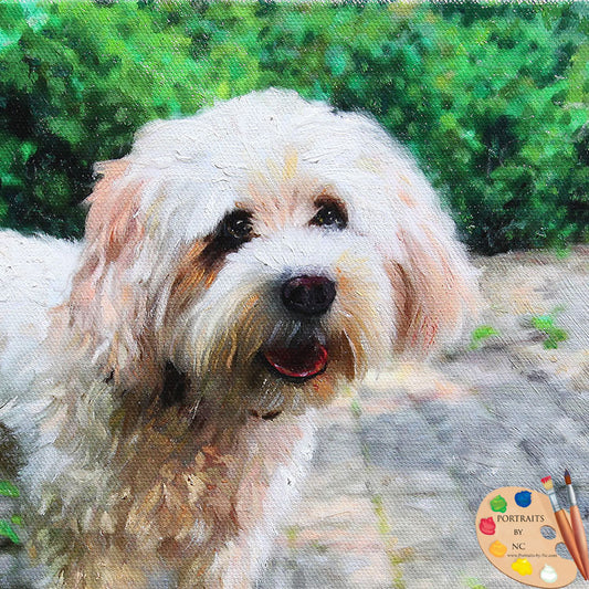cavachon dog portrait 598