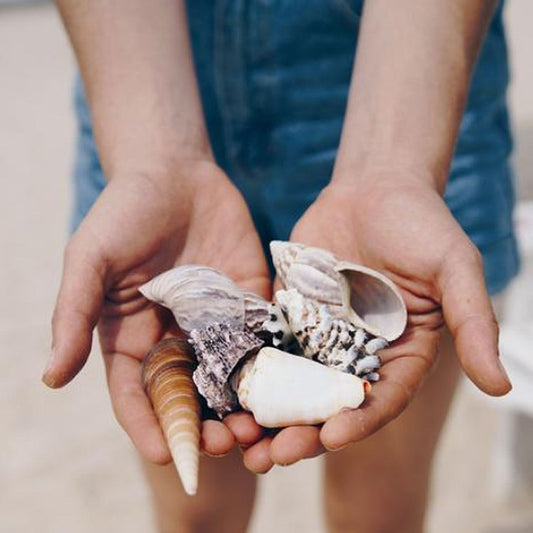 Collecting Sea Shells for Craft Projects