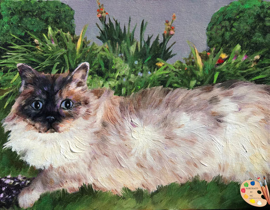 Himalayan Cat Portrait 528