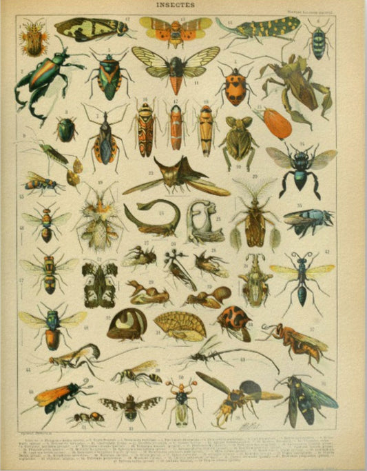Insect Print