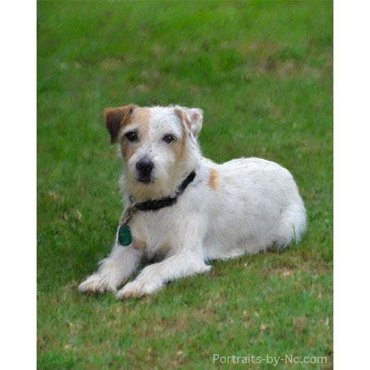 Russell Terrier Pet Portrait