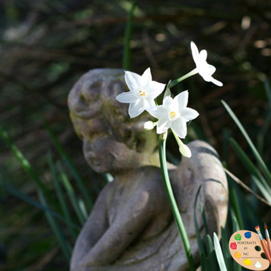growing paperwhite flowers from bulb