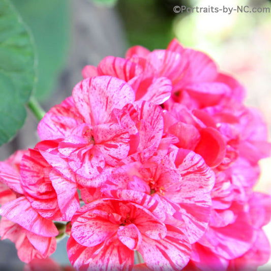 pink geranium