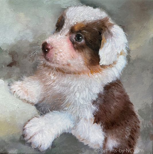 Australian Shepherd Puppy Portrait