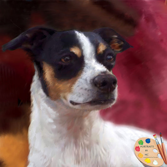 Dog Portrait Rat Terrier 225