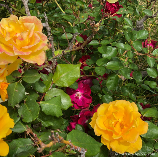 red and yellow rosebush