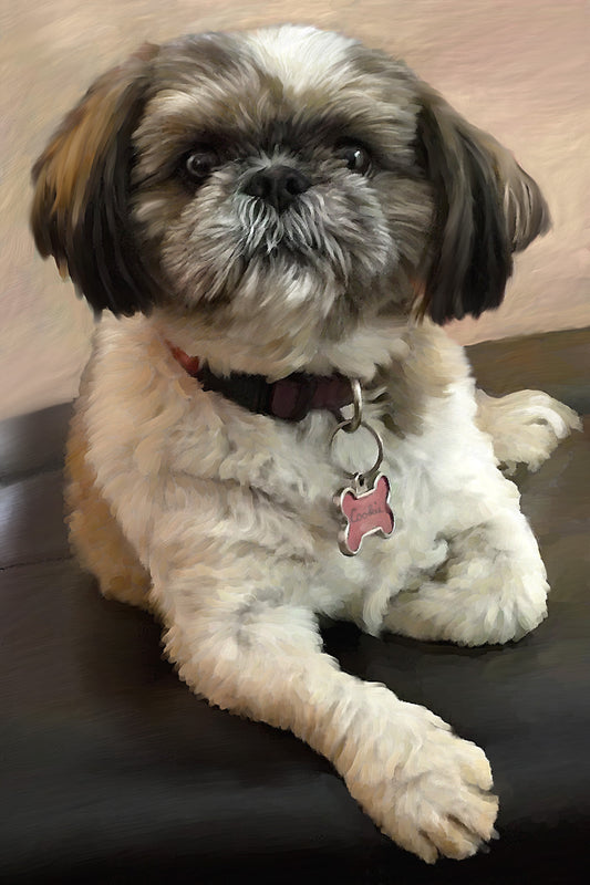 Shih Tzu Painting 426