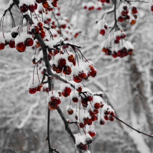 snow-covered-berries