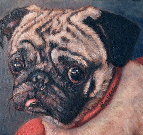 Pug